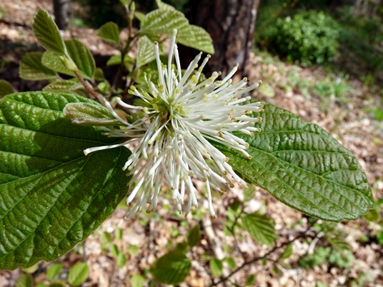 {Fothergilla gardenii}